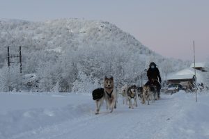 Alaskan Huskys vor dem Hundeschlitten