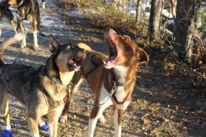 aufgeregte Leithunde, Alaskan Husky