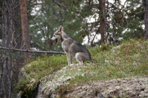 Grauer Alaskan Husky Welpe