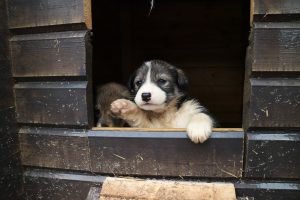 Welpe schaut aus dem Hundehaus