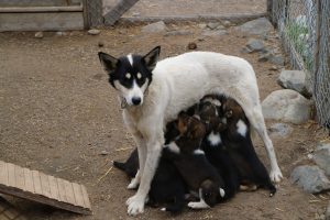 Alaskan Husky - säugende Hündin