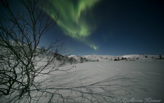 Snowshoe walking under the northern lights